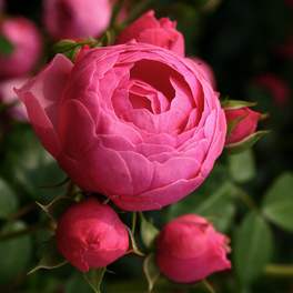 Beetrose, Rosa »Pomponella®«, Blüte: rosa, gefüllt