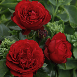 Beetrose, Rosa »Till Eulenspiegel®«, Blüte: rot, gefüllt