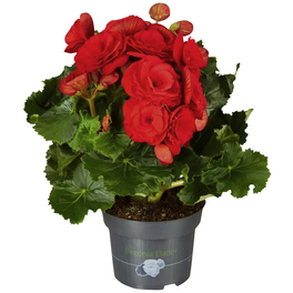Begonie, Begonia Elatior-Hybriden, Blütenfarbe: rot Begonie, Begonia Elatior-Hybriden, Blütenfarbe: rot