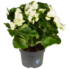 Begonie, Begonia Elatior-Hybriden, Blütenfarbe: weiß