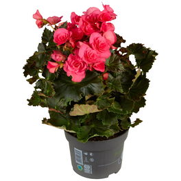 Begonie, Begonia Elatior-Hybriden »rosa«, Blütenfarbe: rosa