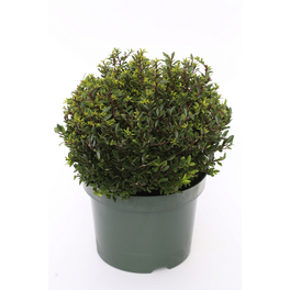 Bergilex-Kugel, Ilex crenata »Twiggy«, Blätter: grün