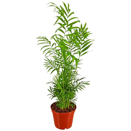 Bergpalme Chamaedorea elegans