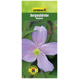Bergwaldrebe, Clematis montana »Mayleen«, Blüte: rosa
