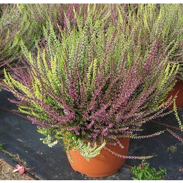 Besenheide, Calluna vulgaris, max. Wuchshöhe: 25 cm