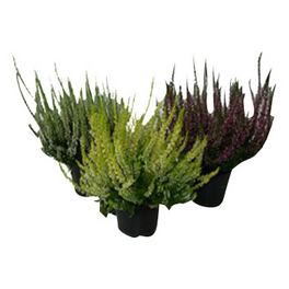 Besenheide, Calluna vulgaris, max. Wuchshöhe: 30 cm, Blüte: mehrfarbig