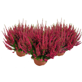 Besenheide, Calluna vulgaris »Red Sun«, max. Wuchshöhe: 15 cm, Blüte: rot