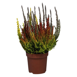 Besenheide, Calluna vulgaris »Sunset Trio«, max. Wuchshöhe: 20 cm, Blüte: dreifarbig