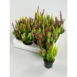 Besenheide, Calluna vulgaris »Trio«, max. Wuchshöhe: 10 cm, Blüte: dreifarbig