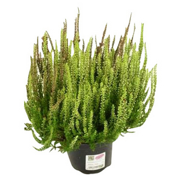Besenheide, Calluna vulgaris »Twin«, max. Wuchshöhe: 20 cm, Blüte: zweifarbig