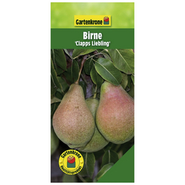 Birne, Pyrus communis »Clapps Liebling«, Früchte: süß