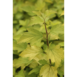 Blasenspiere, Physocarpus opulifolius »Dart«, Blätter: gelb, Blüten: creme