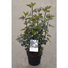 Blasenspiere, Physocarpus opulifolius »Diabolo®«, Blätter: bronzefarben/rot, Blüten: weiß