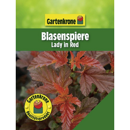Blasenspiere, Physocarpus opulifolius »Lady In Red«, Blätter: rot, Blüten: weiß