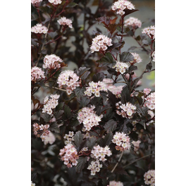 Blasenspiere, Physocarpus opulifolius »Summer Wine«, Blätter: dunkelrot, Blüten: weiß