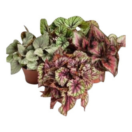 Blattbegonie, Begonia rex »in Sorten« Blattbegonie, Begonia rex »in Sorten«