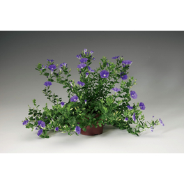 Blaue Mauritius, Convolvulus sabatius, Blüte: blau, einfach