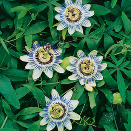 Blaue Passionsblume, Passiflora caerulea, Blüte: blau