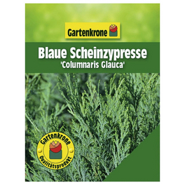 Blaue Scheinzypresse, Chamaecyparis lawsoniana »Columnaris Glauca«, winterhart