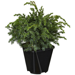 Blauer Zwergwacholder, Juniperus squamata »Blue Swede«, winterhart