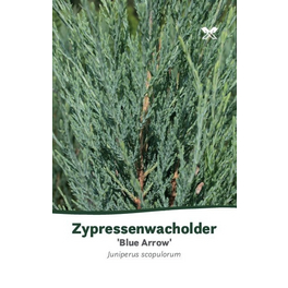 Blauer Zypressen-Wacholder, Juniperus scopulorum »Blue Arrow«, immergrün