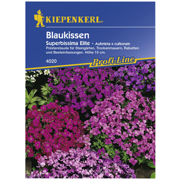 Blaukissen, Aubrieta x cultorum, Samen, Blüte: lila