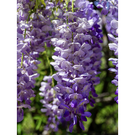 Blauregen, Wisteria brachybotrys »Okayama«, Blüte: violett