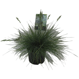 Blauschwingel, Festuca glauca »Cool as Ice«, Pflanzenhöhe: 25-35 cm, blau-grün