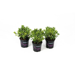 Bloombux® Nugget magenta, Rhododendron micranthum »5er Set«, magenta, Höhe: 10 - 15 cm