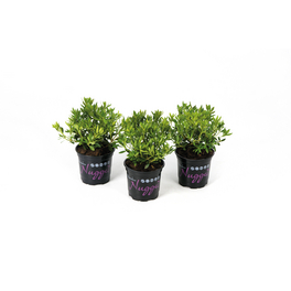 Bloombux® Nugget pink, Rhododendron micranthum »5er Set«, pink, Höhe: 10 - 15 cm Bloombux® Nugget pink, Rhododendron micranthum »5er Set«, pink, Höhe: 10 - 15 cm