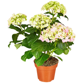 Blühpflanze Hortensie macrophylla, rosa Blühpflanze Hortensie macrophylla, rosa