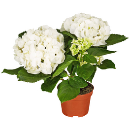 Blühpflanze Hortensie macrophylla, weiß