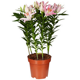 Blühpflanze »Lilie Lilium hybrid«, bunt