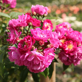 Blühpflanze »Perennial Blue«, Blüte: violett