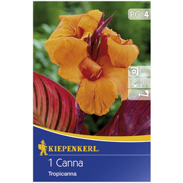 Blumenzwiebel Blumenrohr, Canna indica, Blütenfarbe: orange