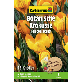 Blumenzwiebel Botanischer Krokus, Crocus chrysanthus »Fuscotinctus«, Blüte: mehrfarbig