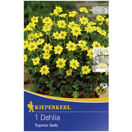 Blumenzwiebel Dahlie, Dahlia Hybrida, Blütenfarbe: gelb
