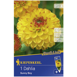 Blumenzwiebel Dahlie, Dahlia Hybrida, Blütenfarbe: gelb