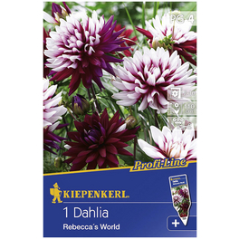 Blumenzwiebel Dahlie, Dahlia Hybrida, Blütenfarbe: mehrfarbig