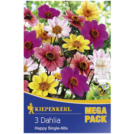 Blumenzwiebel Dahlie, Dahlia Hybrida, Blütenfarbe: mehrfarbig