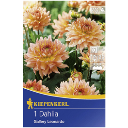 Blumenzwiebel Dahlie, Dahlia Hybrida, Blütenfarbe: pfirsichfarben