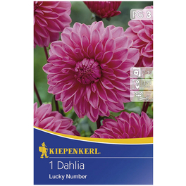 Blumenzwiebel Dahlie, Dahlia Hybrida, Blütenfarbe: rosa