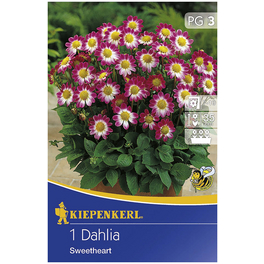 Blumenzwiebel Dahlie, Dahlia Hybrida, Blütenfarbe: rosa