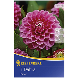 Blumenzwiebel Dahlie, Dahlia Hybrida, Blütenfarbe: rosa