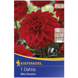 Blumenzwiebel Dahlie, Dahlia Hybrida, Blütenfarbe: rot