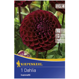 Blumenzwiebel Dahlie, Dahlia Hybrida, Blütenfarbe: rot