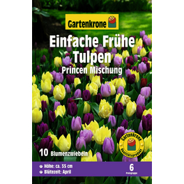 Blumenzwiebel Einfach Späte Tulpe, Tulipa x Hybrida »Princen Mischung«, Blüte: mehrfarbig