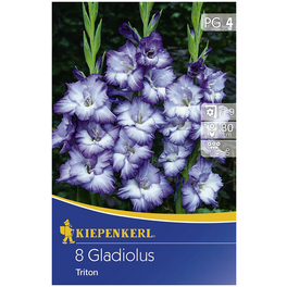 Blumenzwiebel Gladiole, Gladiolus Hybrida, Blütenfarbe: blau