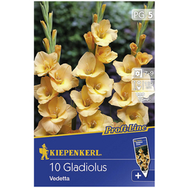 Blumenzwiebel Gladiole, Gladiolus Hybrida, Blütenfarbe: gelb