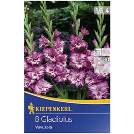 Blumenzwiebel Gladiole, Gladiolus Hybrida, Blütenfarbe: lila
